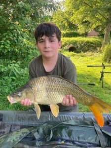 Common Carp