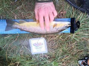 Brown Trout