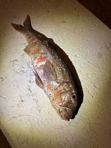 Surmullet