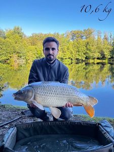 Common Carp