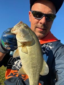 Largemouth Bass