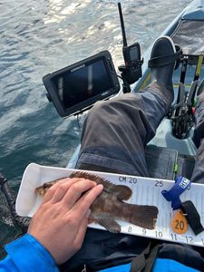 Ballan Wrasse