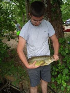 Largemouth Bass