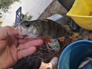 European Perch