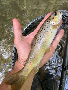 Brown Trout