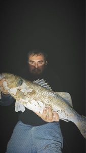 European Bass (Seabass)