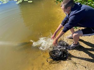 Mirror Carp