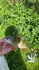 European Perch