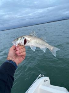 European Bass (Seabass)