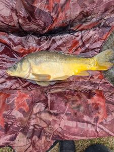 Mirror Carp