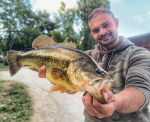 Largemouth Bass