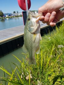 Largemouth Bass