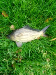 Common Carp