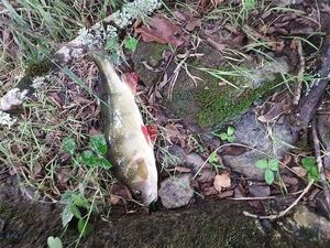 European Perch