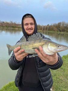 Zander