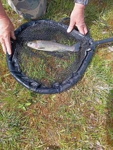 Rainbow Trout