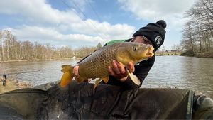 Common Carp