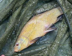Tench