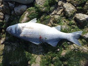 European Bass (Seabass)