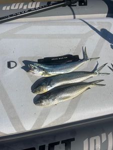 Dolphinfish