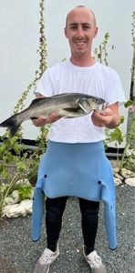 European Bass (Seabass)
