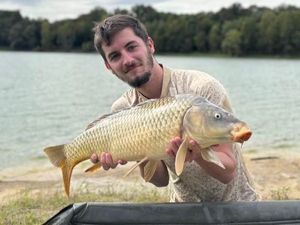 Common Carp