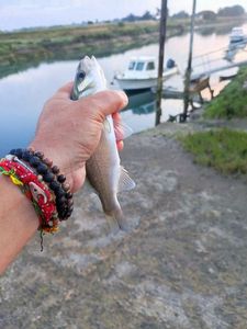 European Bass (Seabass)