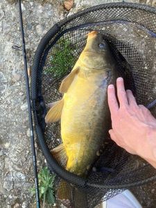 Mirror Carp