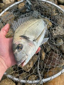 Gilthead Seabream