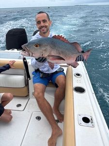 African Red Snapper