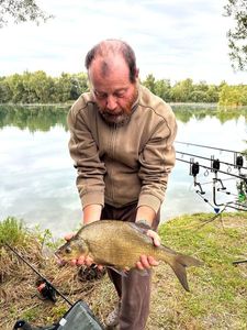 Common Bream