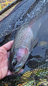 Rainbow Trout