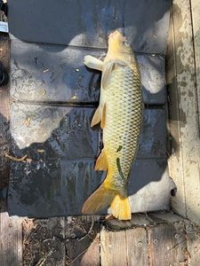 Common Carp