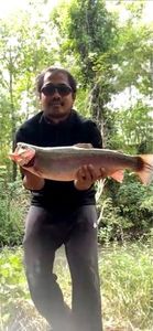 Rainbow Trout