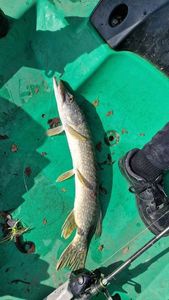 Northern Pike