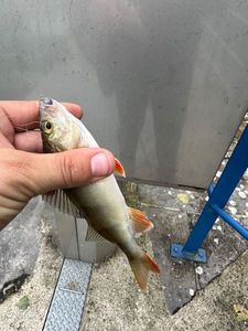 European Perch