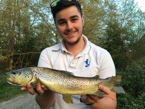 Brown Trout