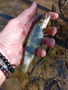 Brown Trout