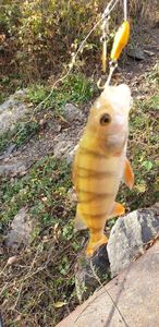 European Perch