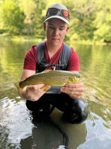Brown Trout