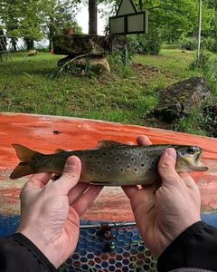 Brown Trout