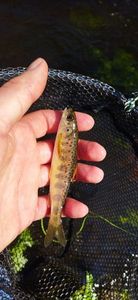 Atlantic Salmon (Juvenile)