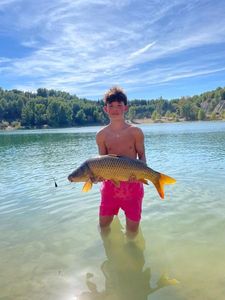 Common Carp
