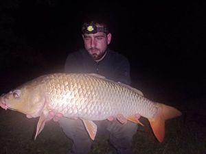 Common Carp