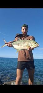 Crevalle Jack