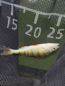 European Perch