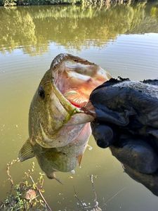 Largemouth Bass