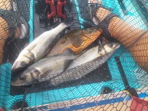 European Bass (Seabass)