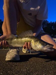 Zander