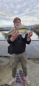 Zander
